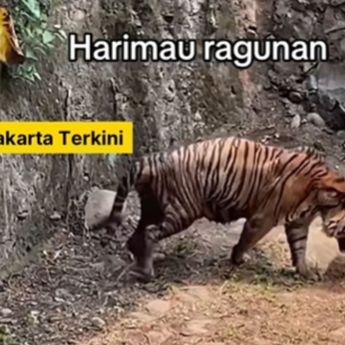Harimau Kurus di Ragunan Ternyata Punya Gubernur Pramono