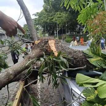 Polisi: Tak Ada Korban Jiwa Akibat Pohon Tumbang di Jaksel
