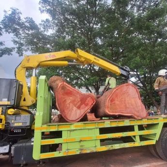 MRT Jakarta Sebut Tak Ada Pembahasan soal Kompensasi Penumpang Akibat Pohon Tumbang