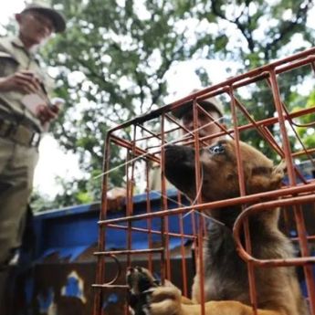 Pramono Larang Perdagangan Daging Anjing dan Kucing diJakarta