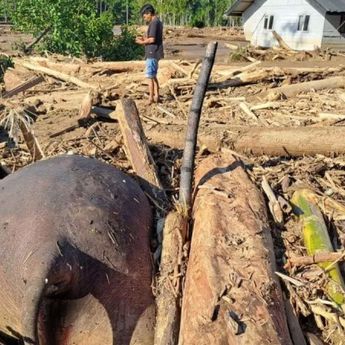 Gajah Sumatera Ditemukan Mati Setelah Terseret Banjir Bandang di Aceh
