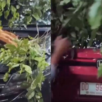 Pohon Tumbang di Kompleks Kantor Gubernur Sulsel, 4 Mobil Rusak Tertimpa