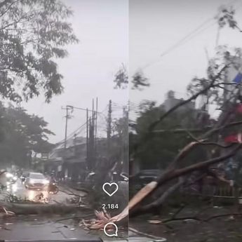 Pohon Tumbang Akibat Hujan Angin Tutup Sebagian Jalan di Cipayung Depok