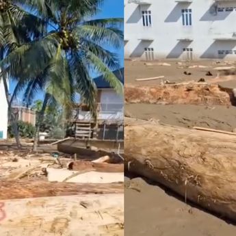 Viral Video Batang Pohon yang Terbawa Banjir Sudah Ditulisi Nomor