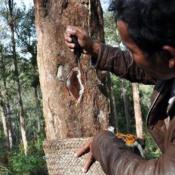 Operasional PT Toba Pulp Lestari Resmi Dihentikan Sementara, Pasokan Kayu dan Produksi Terhenti