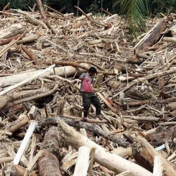 Kemenhut–Polri Bentuk Tim Investigasi Asal Kayu yang Terbawa Banjir di Sumatera