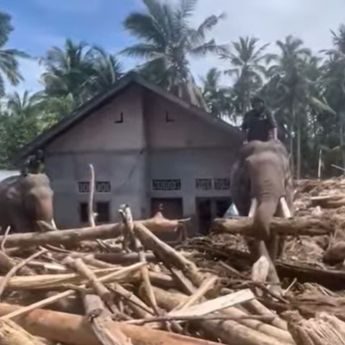 4 Gajah Raksasa Turun Tangan Bersihkan Material Banjir di Pidie Jaya