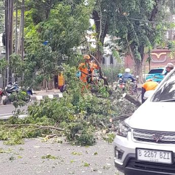 BPBD Laporkan Satu Warga Luka Ringan Akibat Pohon Tumbang Di Jakarta Selatan