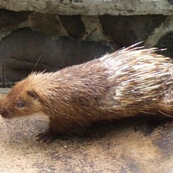 Rawat Landak Jawa Gegara Kasihan, Petani Madiun Harus Dipenjara