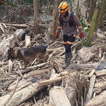 Anjing Pelacak Polri Temukan Mayat Korban Bencana di Aceh Tamiang