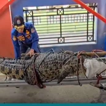 Fakta Mengejutkan Buaya dengan Bobot 200 Kg di Sawah Bantargebang