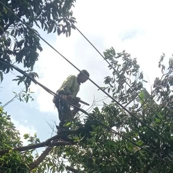 2 Pohon Tumbang dan Timpa Bus di Jakarta Timur