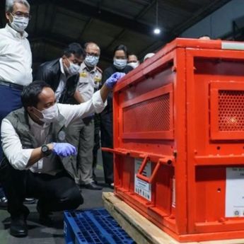 Kemenhut Pulangkan 4 Orangutan Korban Perdagangan Ilegal dari Thailand