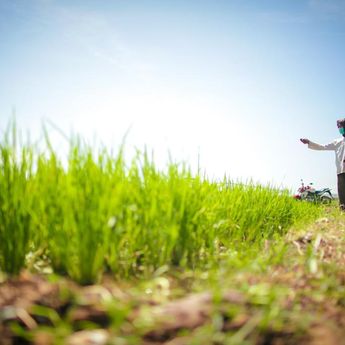 Naik 13,36 Persen, Produksi Beras 2025 Tembus 34,71 Juta Ton