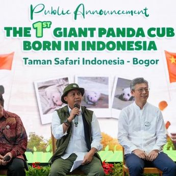 Menhut Nilai Kelahiran Bayi Panda Perkuat Peran Indonesia di Konservasi Global