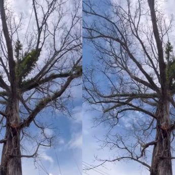 Pohon Randu Alas Borobudur Batal Ditebang, Isu Mistis Ramai Diperbincangkan