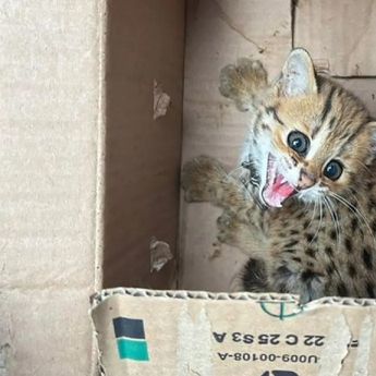 Kemenhut Gagalkan Perdagangan Satwa Dilindungi di Magelang