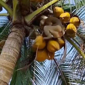 SPPG di Padang Sajikan Rendang Istimewa, Olah Bumbu dari Santan Kelapa Petikan Beruk Terlatih