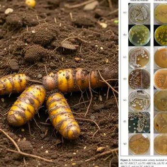 BRIN Temukan Bakteri di Sekitar Akar Kunyit yang Berpotensi Jadi Obat Antikanker Payudara