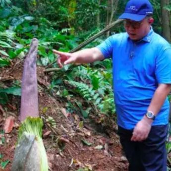 Fenomena Langka! Bunga Bangkai Raksasa Diperkirakan Mekar Hari Ini di Kebun Raya Bogor