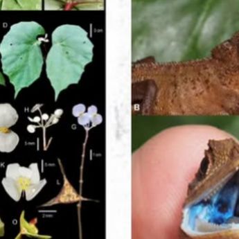 BRIN Temukan 51 Spesies Baru Sepanjang 2025