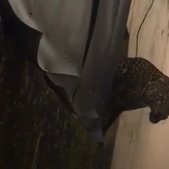 Macan Tutul Masuk Permukiman, 2 Warga Pacet Bandung Terluka