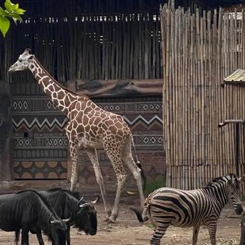 Izin Dicabut, YMT Nyatakan Siap Mundur dan Kembalikan Satwa Titipan Bandung Zoo