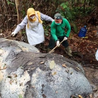 Polisi Temukan Proyektil Peluru Bersarang di Tengkorak Gajah Mati di Pelalawan