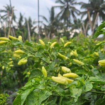 Mentan Amran Jamin Pasokan Cabai di Jabar Cukup Jelang Ramadhan-Idul Fitri 2026