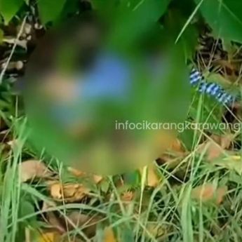 Bayi Baru Lahir di Bekasi Dibuang Ortunya, Ditemukan di Semak Belukar