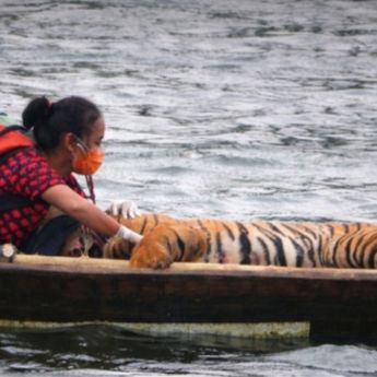 Kisah Dokter Yanti yang Seperahu dengan Harimau Sumatera, Selamatkan dari Kepunahan