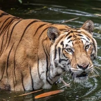 Cek Fakta: Polisi Diterkam Harimau Saat Menilang