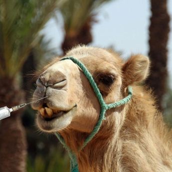 20 Unta Didiskualifikasi dari Festival Kecantikan Oman Gegara Pasang Botox hingga Filler