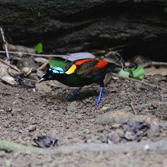 Papua Miliki IBA Terbesar di Indonesia, Capai 10,5 Juta Hektare