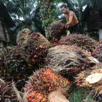 BRIN Kembangkan Inacell dari Limbah Sawit untuk Industri Farmasi hingga Kosmetik