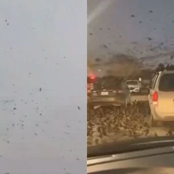 Komplotan Burung Gagak &lsquo;Kepung&rsquo; Tel Aviv di Tengah Perang, Pertanda Buruk?