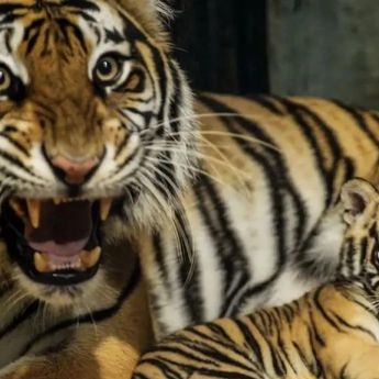 Anak Harimau Benggala di Bandung Zoo Mati, BBKSDA Lakukan Pemeriksaan