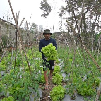 Dari Kebun ke Dapur, Petani Sayur Boyolali Temukan Harapan Baru Lewat MBG