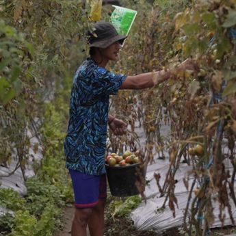 Kisah Petani Sayuran di Lereng Merapi: Penghasilan Melonjak Berkat Program MBG