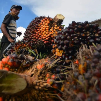 Harga TBS Sawit di Riau Naik, Tembus Rp4.007 per Kg