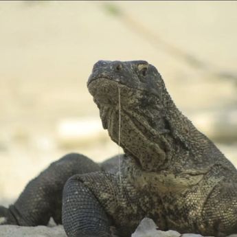 Polisi Bongkar Jaringan Internasional Penyelundupan Komodo dari NTT ke Thailand
