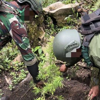 Polri-TNI Temukan Ladang Ganja di Pegunungan Bintang Papua