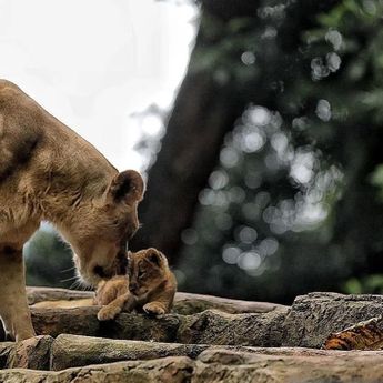 Wali Kota Bandung: Investasi Bandung Zoo Tembus Rp50 Miliar