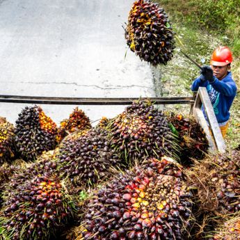 Industri Sawit RI Dinilai Berpeluang Besar Terapkan Ekonomi Sirkular