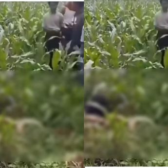 Warga Bogor Digegerkan Penemuan Mayat Pria di Kebun Jagung
