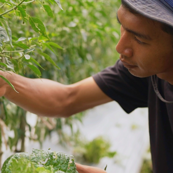 Harga Sayur Lebih Stabil Setelah Ada MBG, Petani Boyolali Harap Program Terus Berlanjut