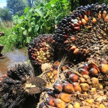 Harga Sawit Riau Turun, TBS Petani Swadaya Susut 3,22 Persen