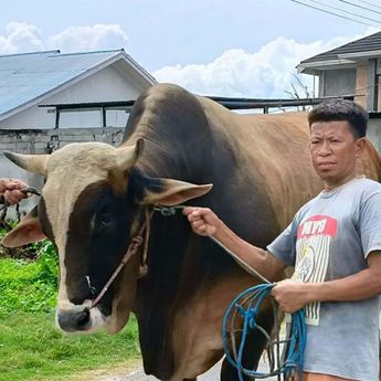 Prabowo Salurkan 14 Sapi Kurban untuk Sulawesi Tengah