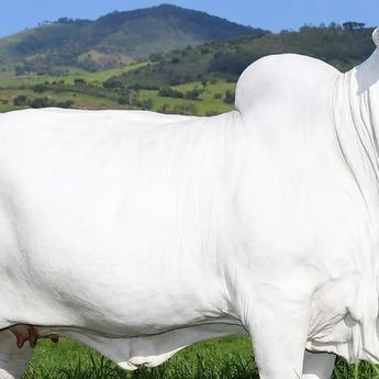 Ini Sapi Paling Mahal di Dunia, Harganya Tembus Rp76 M
