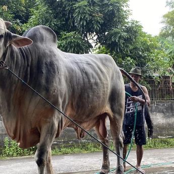 Sapi Mbah Iran Asal Bantul Terpilih Jadi Hewan Kurban Presiden Prabowo